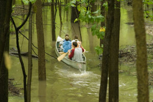 Canoeing In Woods