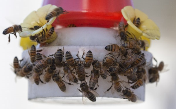 Bees on Feeder