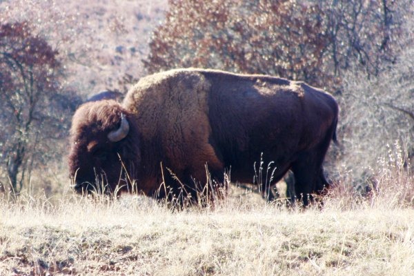 wichita_bison_3788