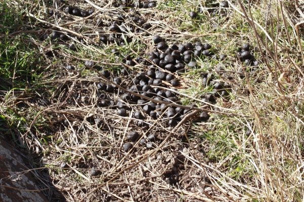 wichita_droppings_3743