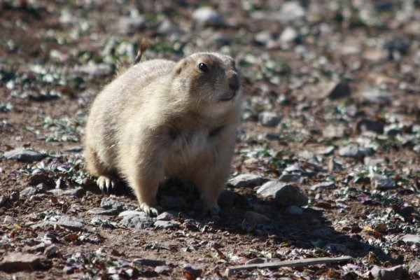 wichita_prairiedog_3809